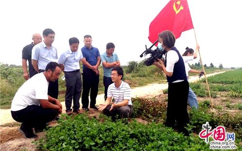 江蘇睢寧 黨建引領(lǐng)，小菊花開出“黃金花”
