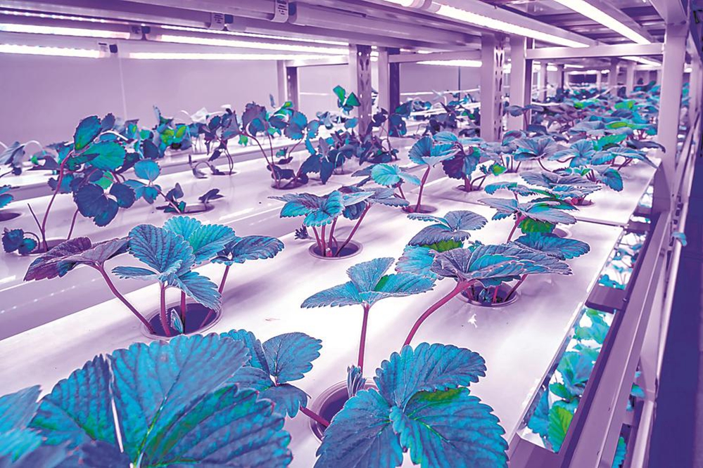 未來(lái)超級(jí)植物工廠 不靠陽(yáng)光不用土 產(chǎn)量提高40倍